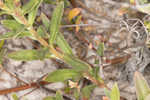 Seabeach evening primrose